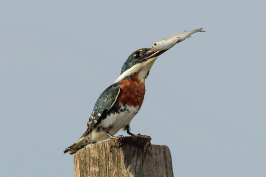 Green Kingfisher, Chloroceryle americana