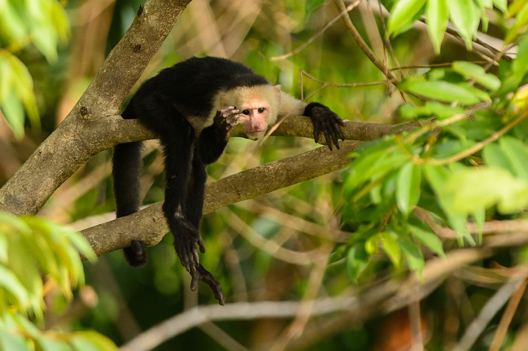 Panamanian white-faced capuchin, Cebus imitator