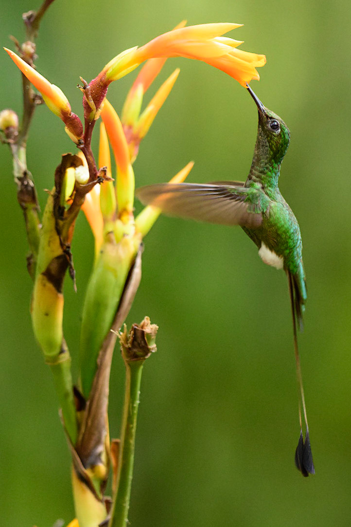 White-booted Racket-tail, Ocreatus underwoodii