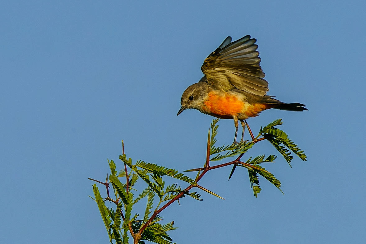 Vermilion Flycatcher, , Pyrocephalus rubinus