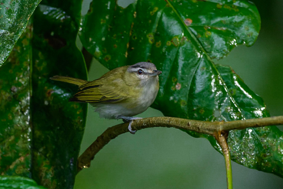 Red-eyed Vireo, Vireo olivaceus
