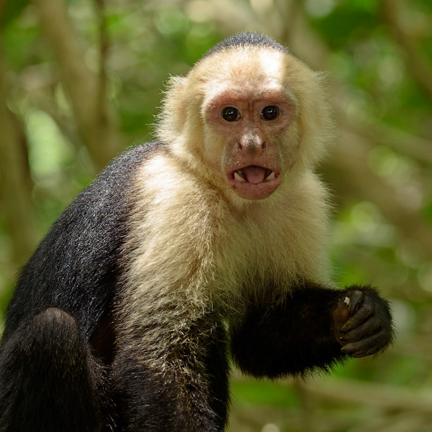 Panamanian white-faced capuchin, Cebus imitator
