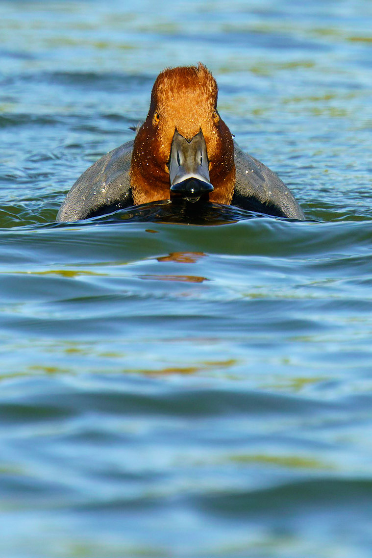 Redhead, Aythya americana