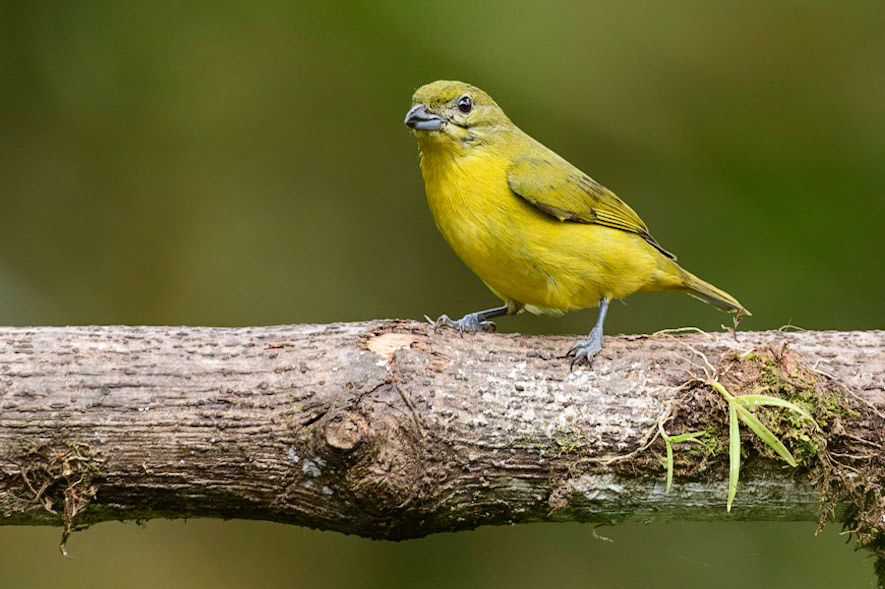 Orange-crowned Euphonia, Euphonia saturata
