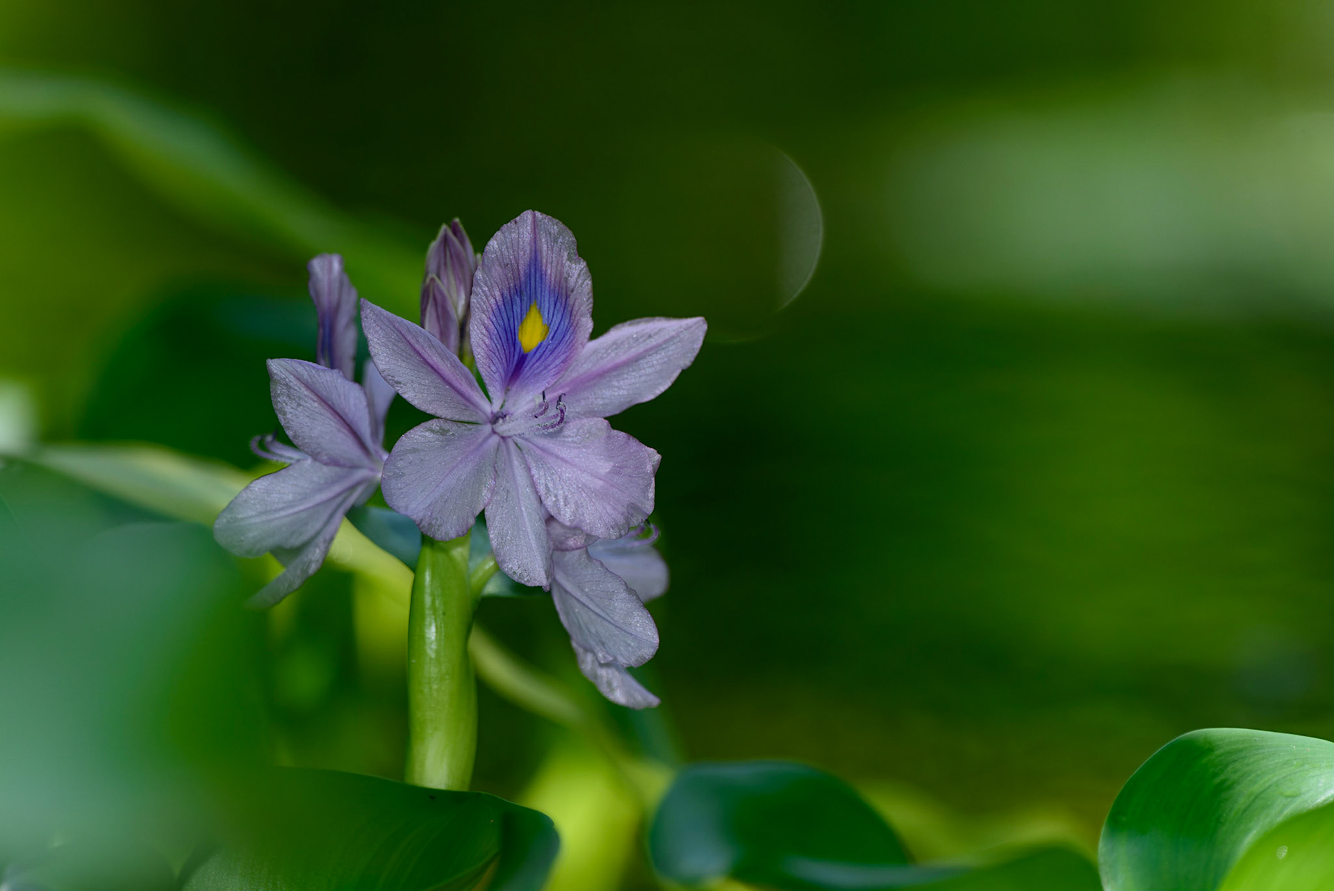 Common Water Hyacinth
