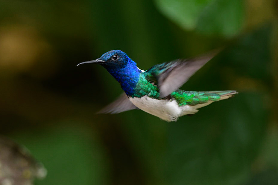 White-necked Jacobin, Florisuga mellivora. Also Great Jacobin or Collared Hummingbird