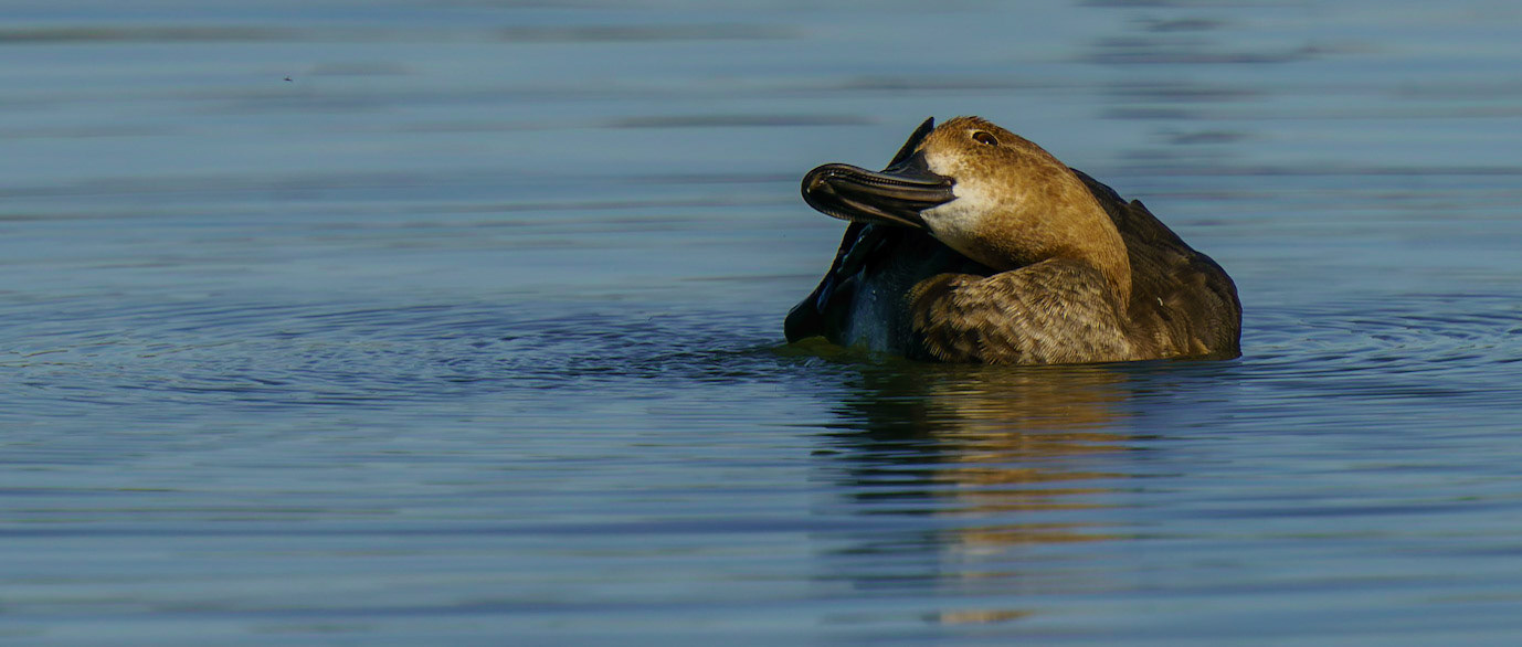 Ring-necked Duck (female), Aythya collaris