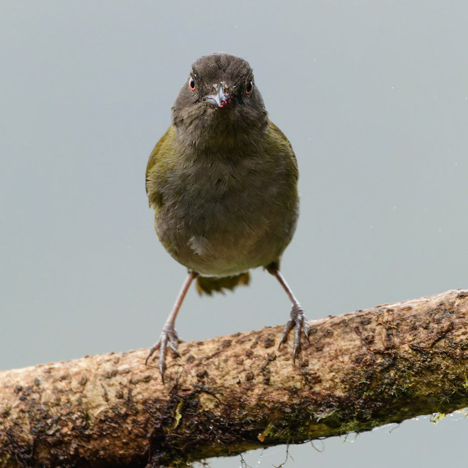 Ochre-breasted Tanager, Chlorothraupis stolzmanni