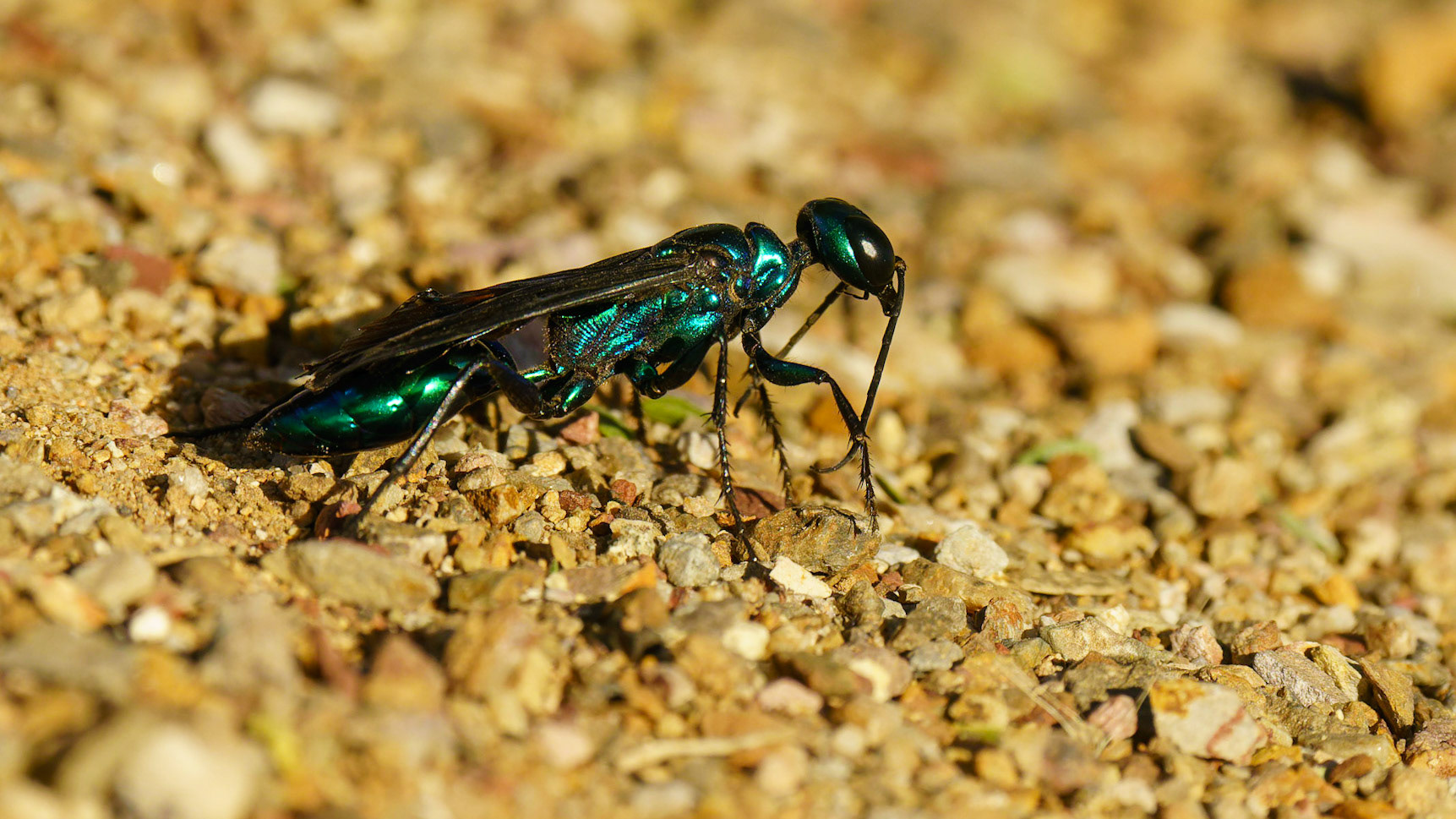 Steel-blue-Cricket-hunter-Wasp, Chlorion aerarium