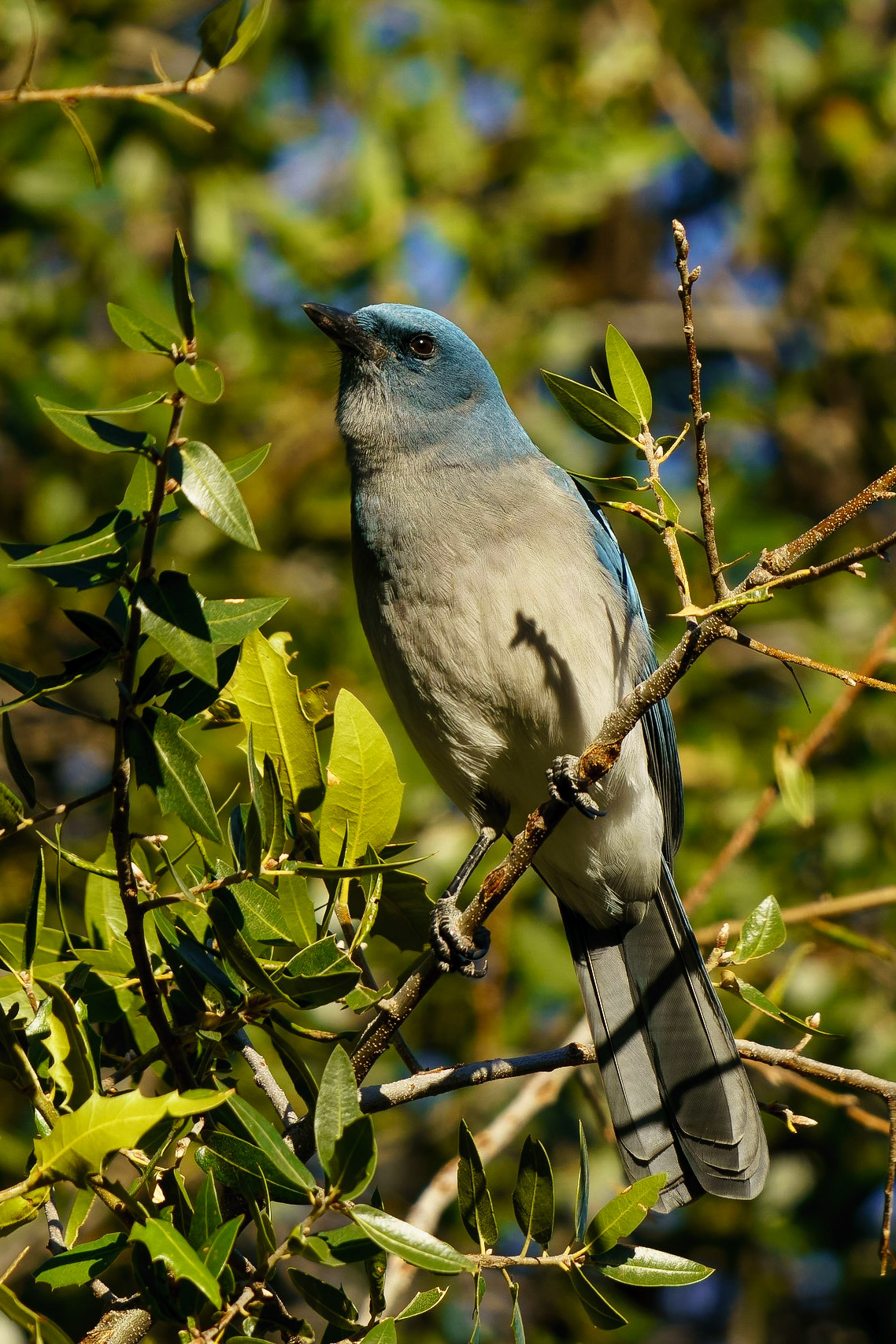 Mexican Jay, Aphelocoma wollweberi