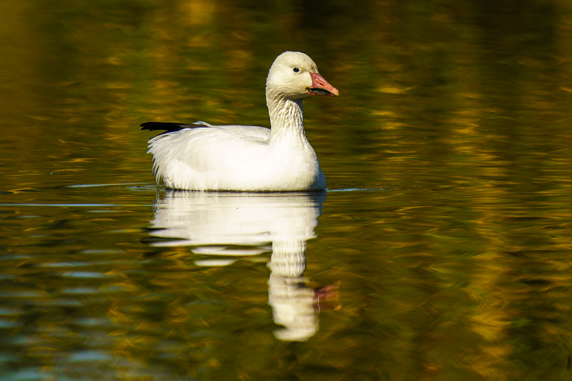 Snow Goose, Anser caerulescens