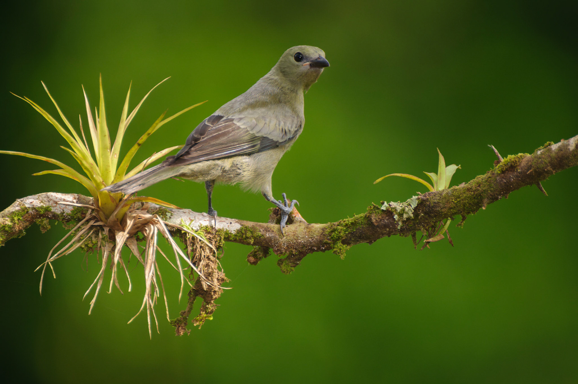 Palm Tanager, Thraupis palmarum