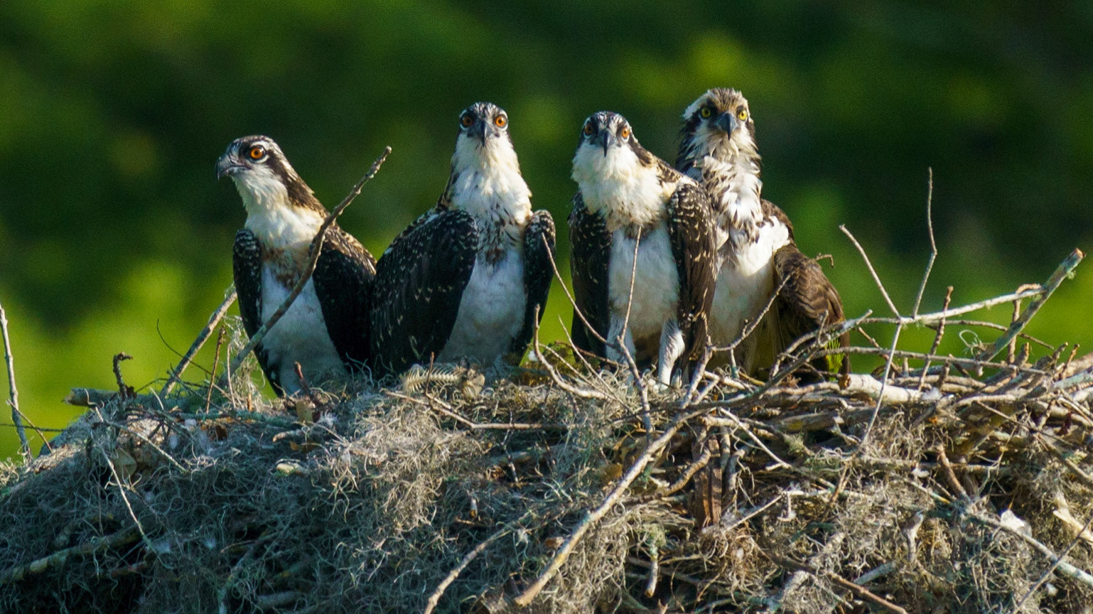 Osprey, Pandion haliaetus