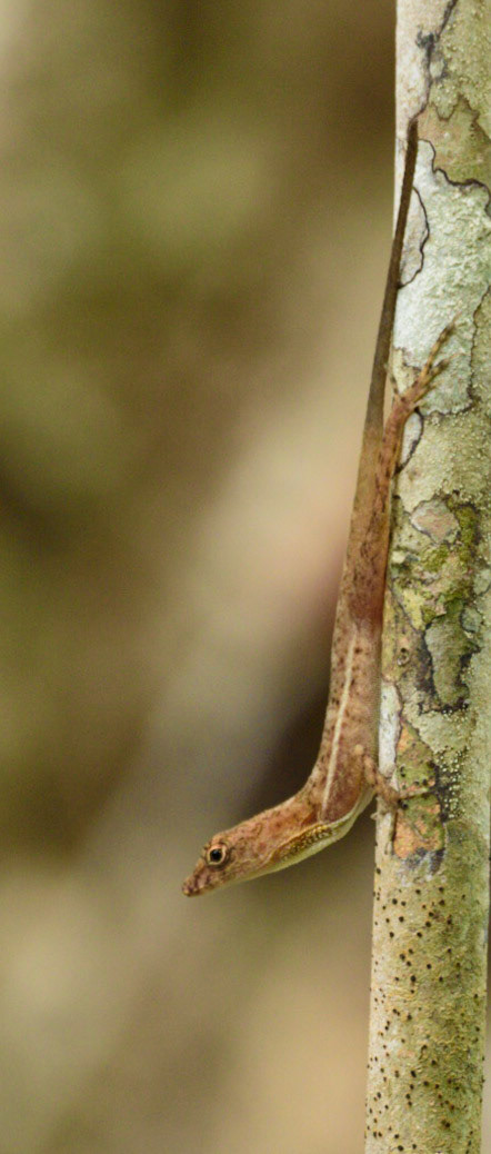 Slender Anole, Anolis limifrons