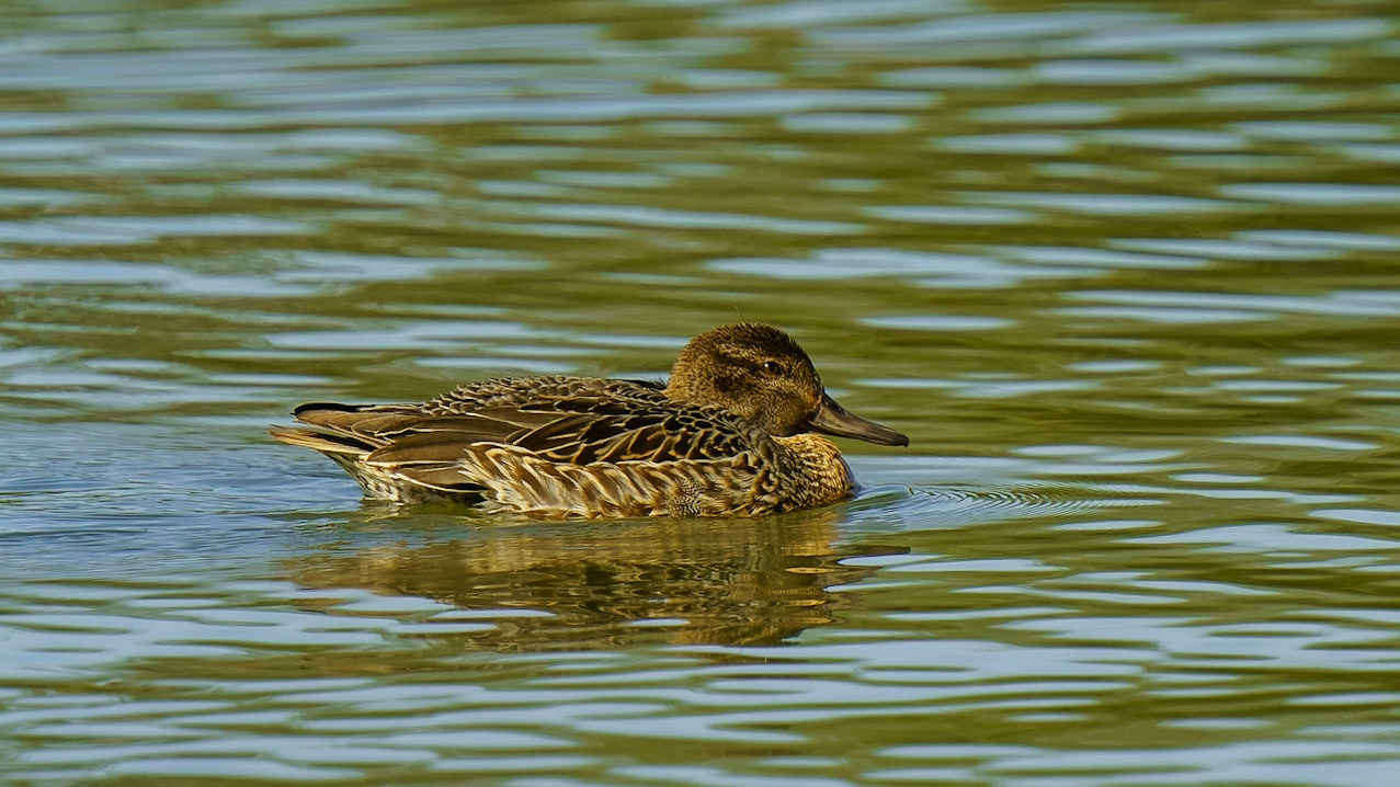 Green-winged Teal, Anas crecca