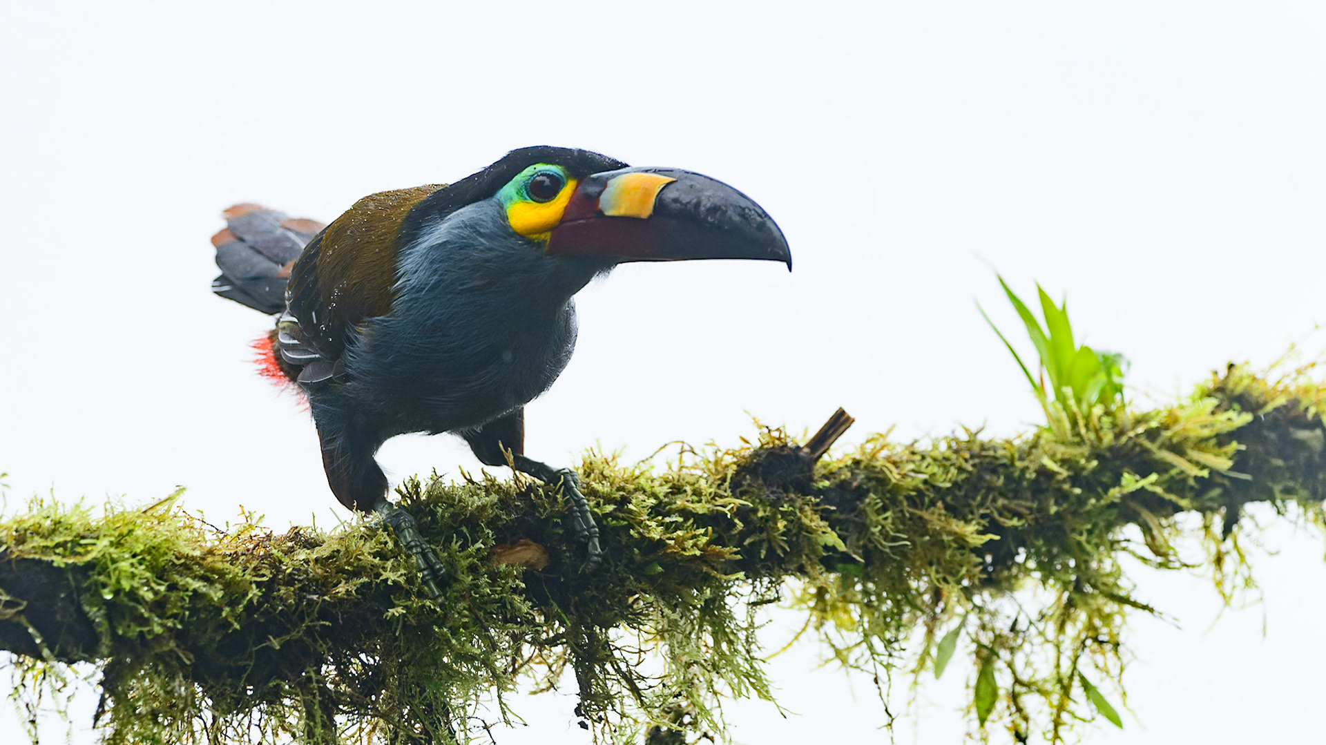 Plate-billed Mountain-Toucan, Andigena laminirostris