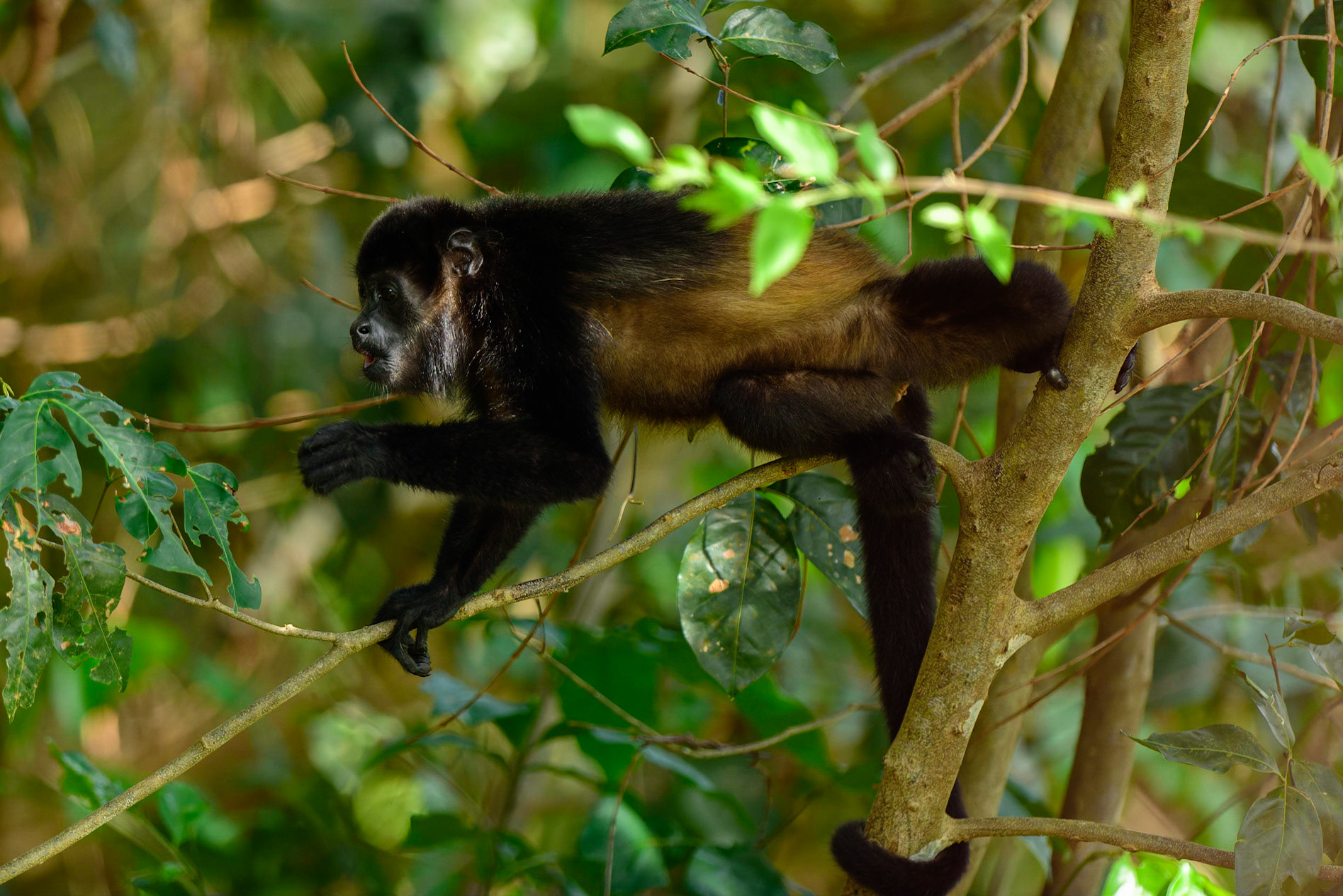 Mantled Howler, Alouatta palliata. AKA Golden-mantled Howling Monkey