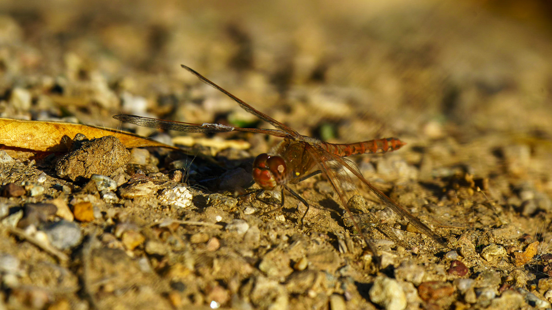 Variegated Meadowhawk, Sympetrum corruptum