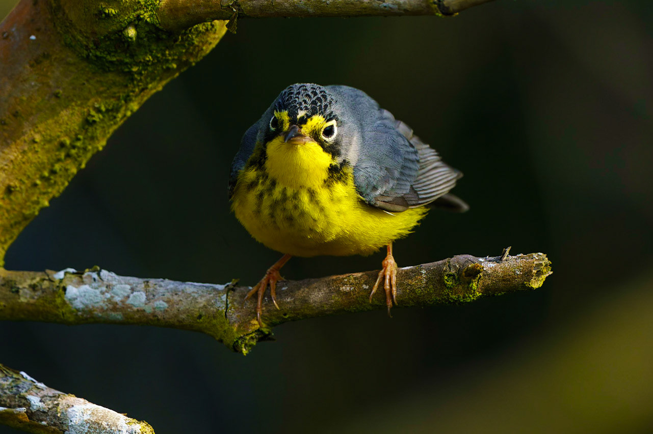 Canada Warbler, Cardellina canadensis