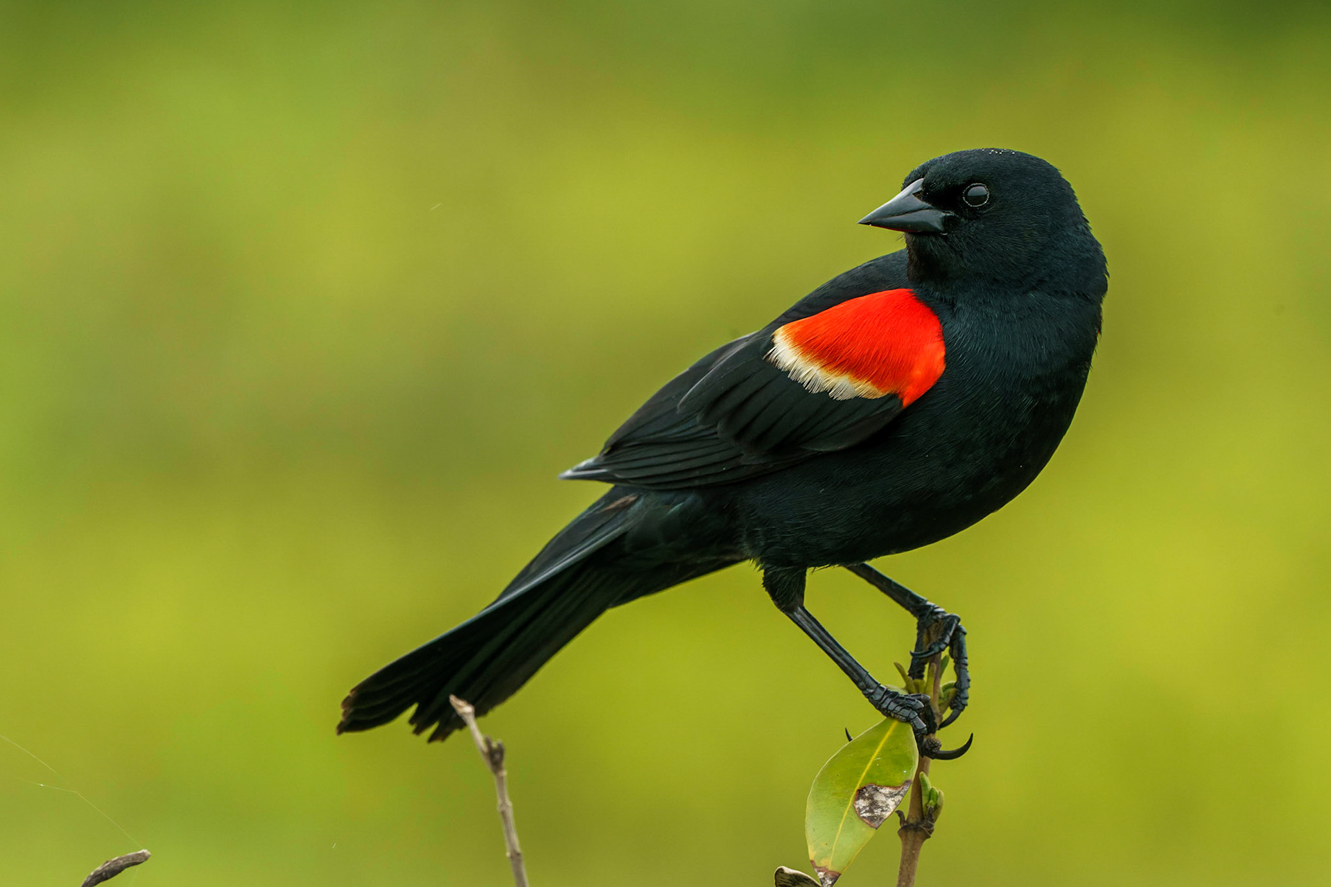 Red-winged Blackbird, Agelaius phoeniceus