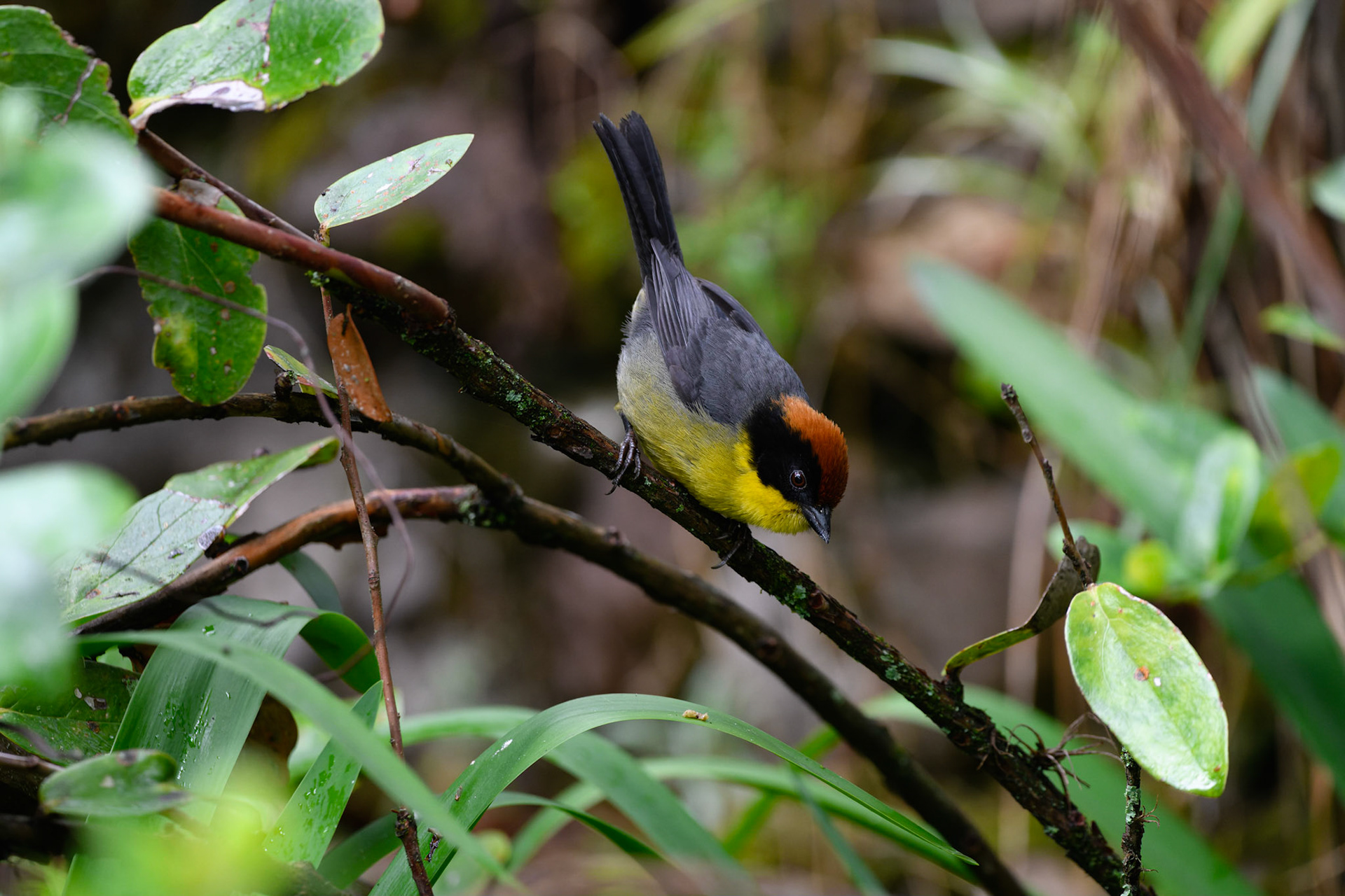 Yellow-breasted Brushfinch, Atlapetes latinuchus