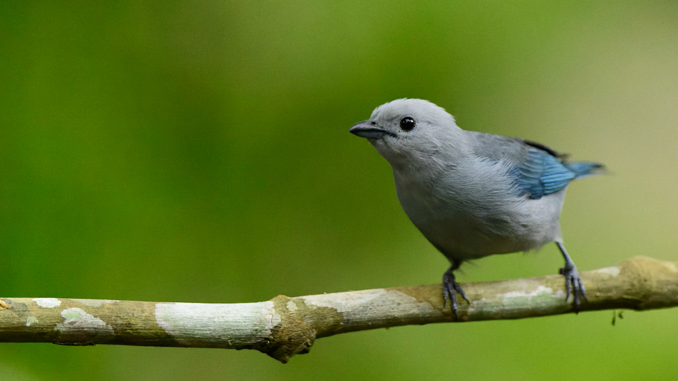 Blue-gray Tanager, Thraupis episcopus