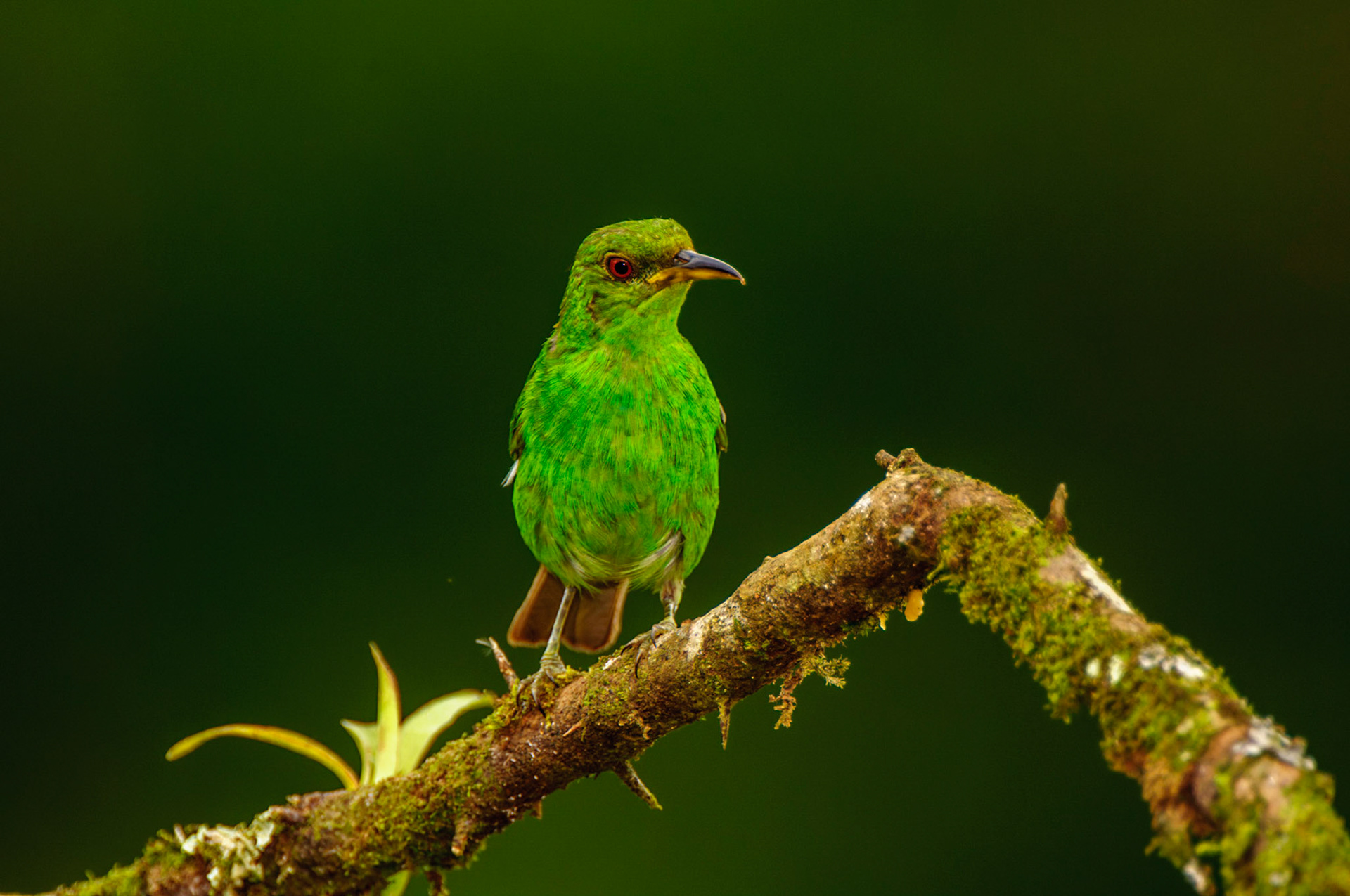 Green Honeycreeper, Chlorophanes spiza