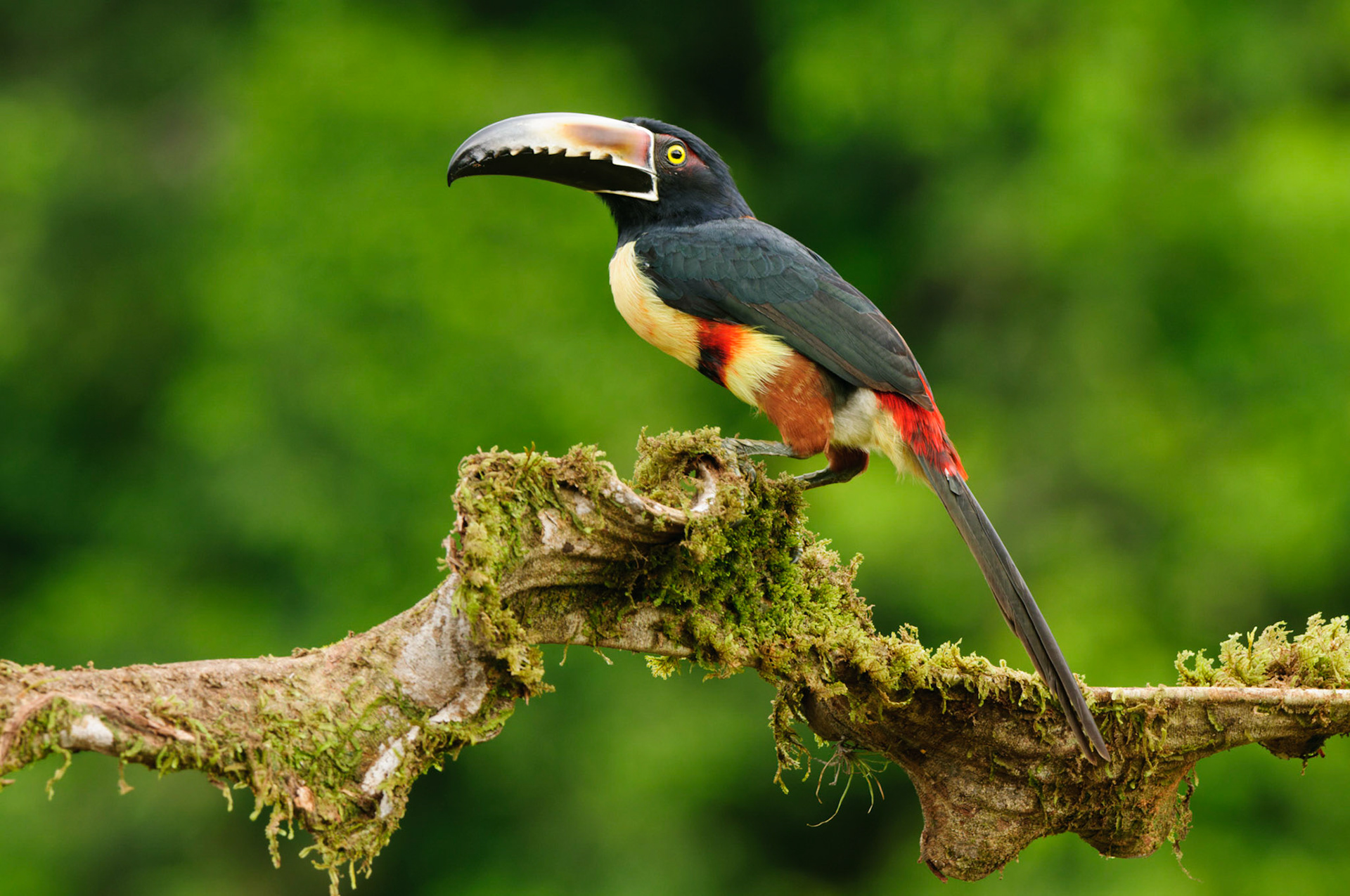 Collared Aracari, Pteroglossus torquatus