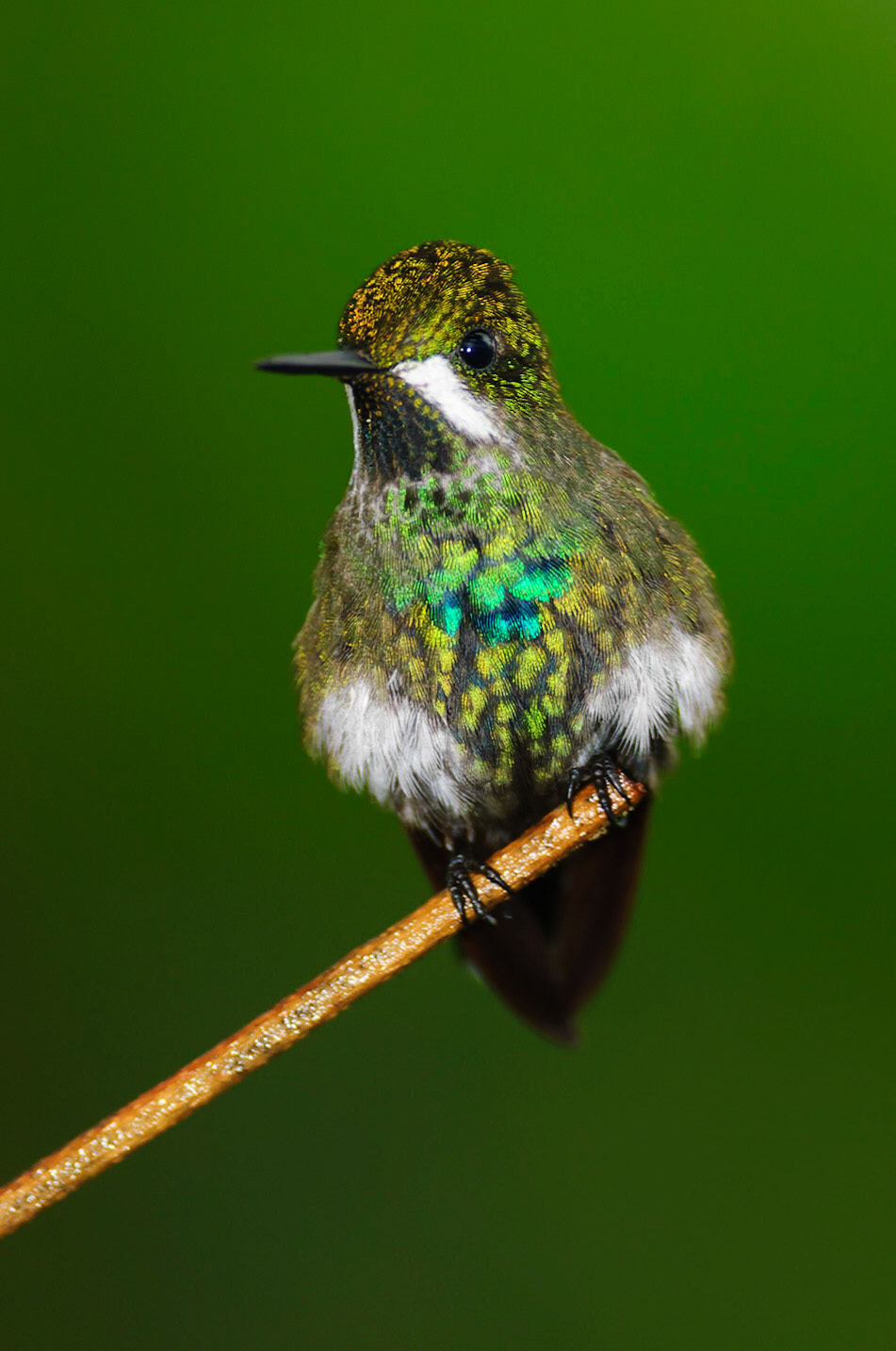 Green Thorntail, Discosura conversii