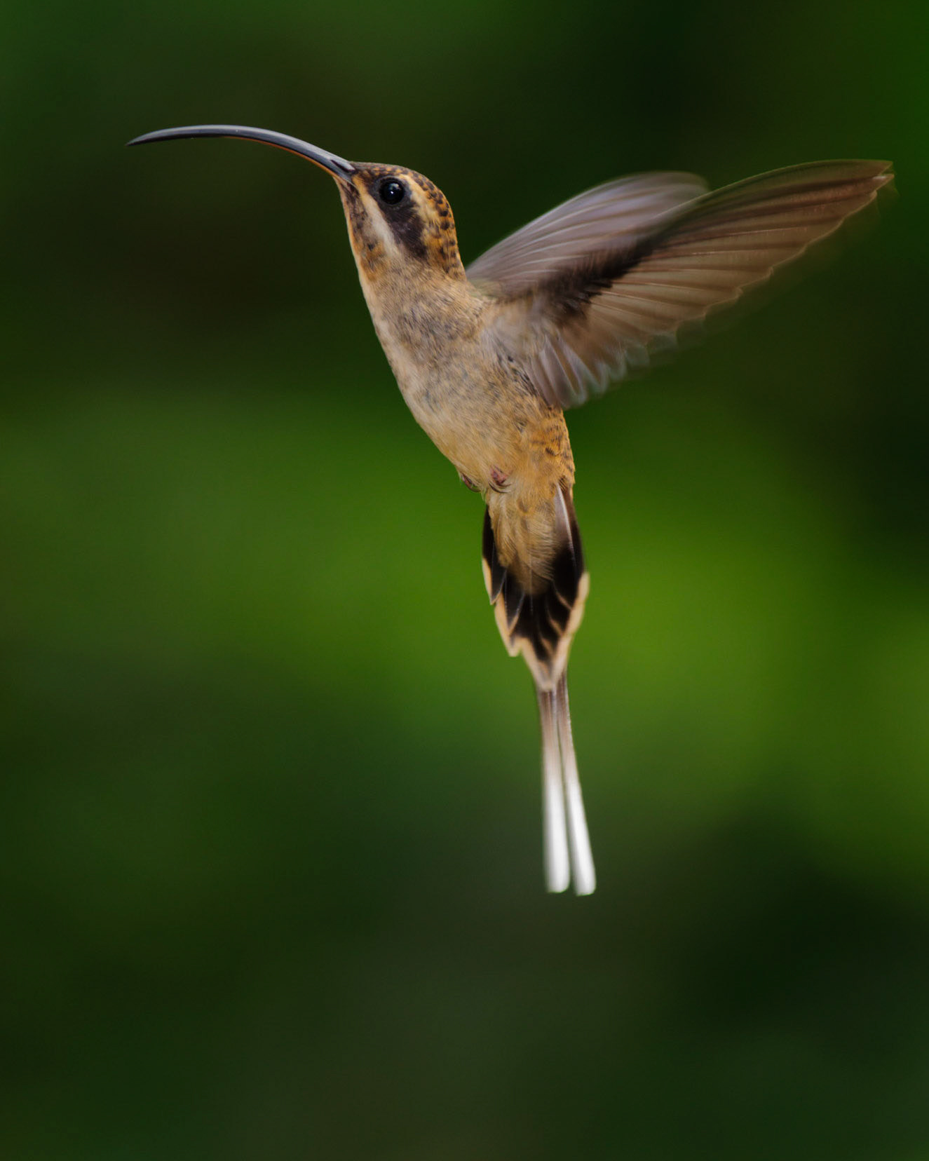 Long-billed Hermit, Phaethornis longirostris