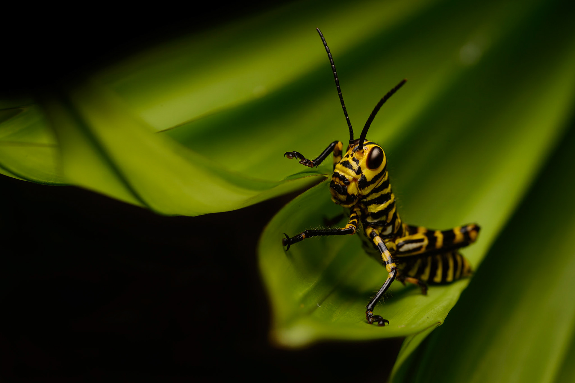 Giant Red-winged Grasshopper, tropidacris cristata dux