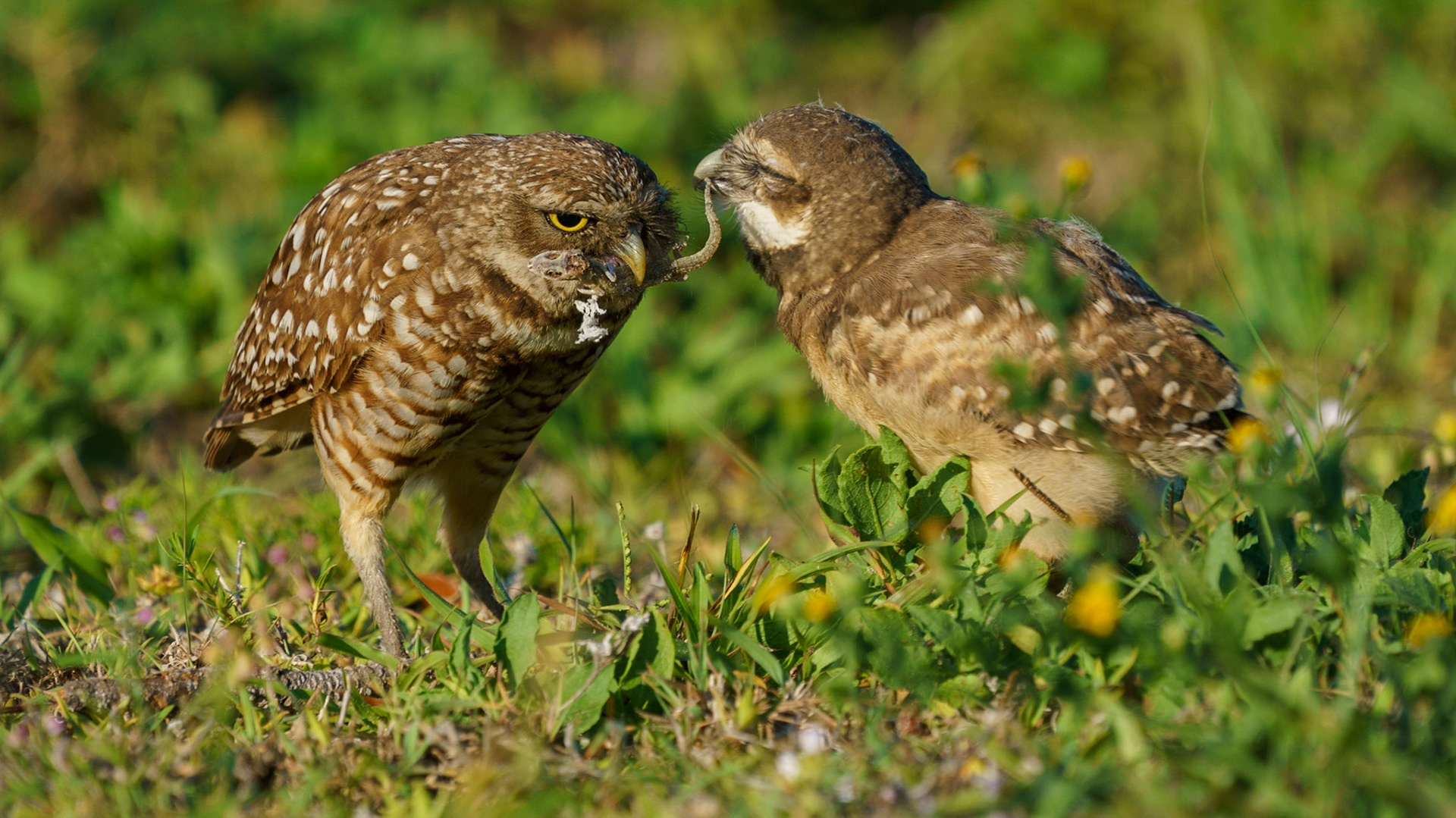 Burrowing OwlAthene cunicularia