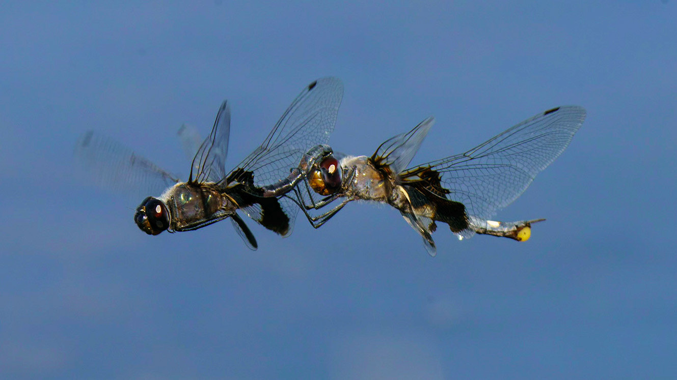 Black Saddlebags (Dragobfly),  Tramea lacerata