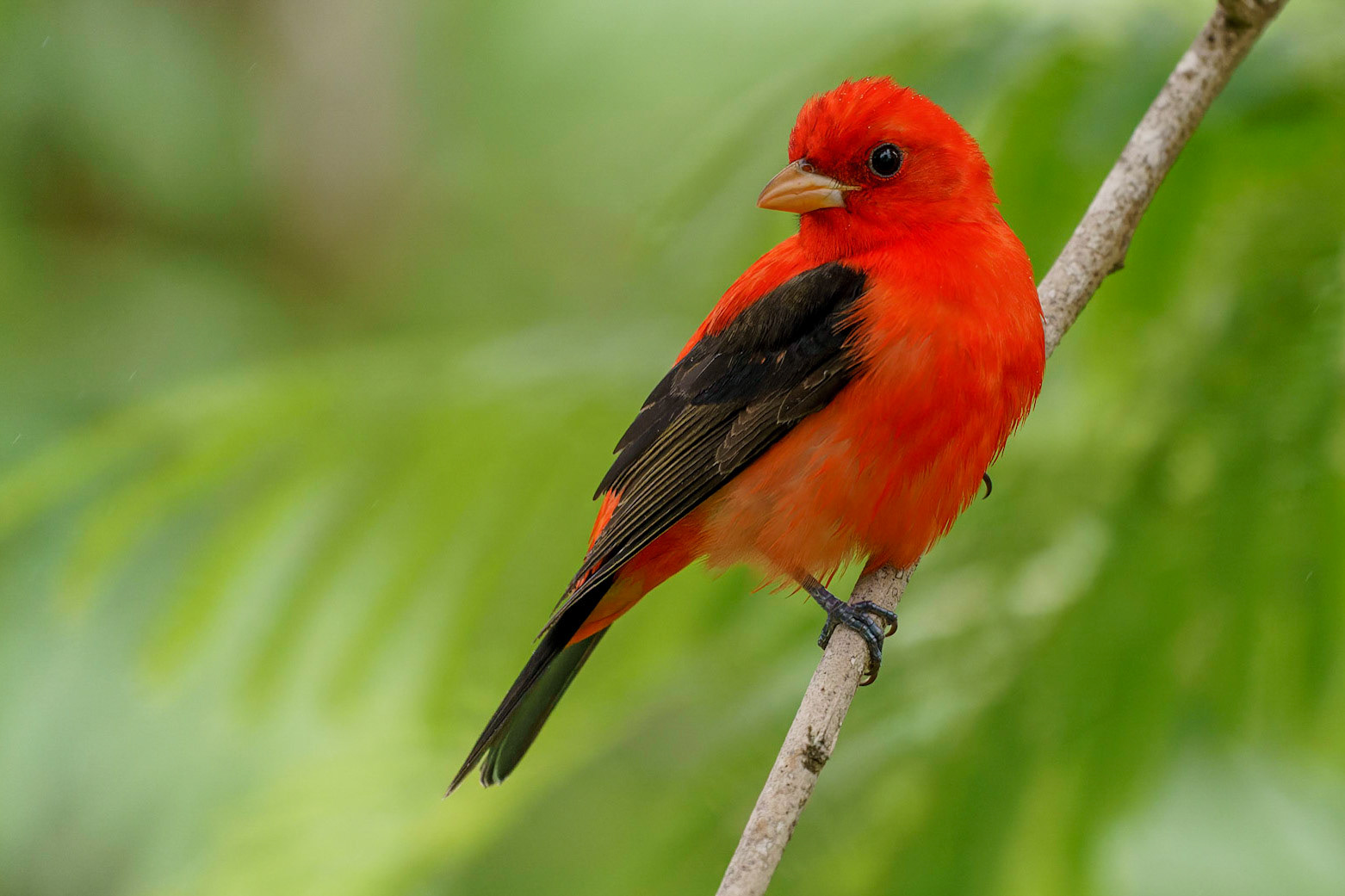 Scarlett Tanager, Piranga olivacea