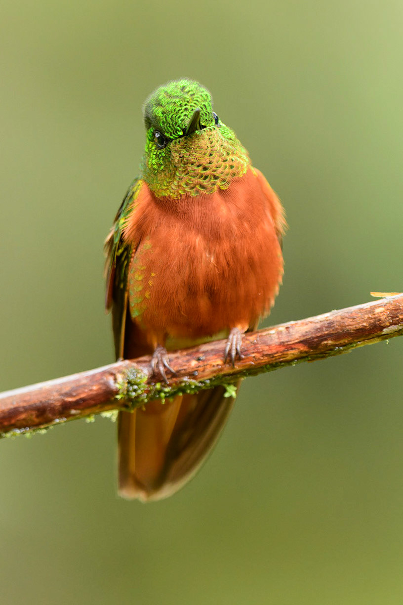 Chestnut-breasted Coronet, Boissonneaua matthewsii