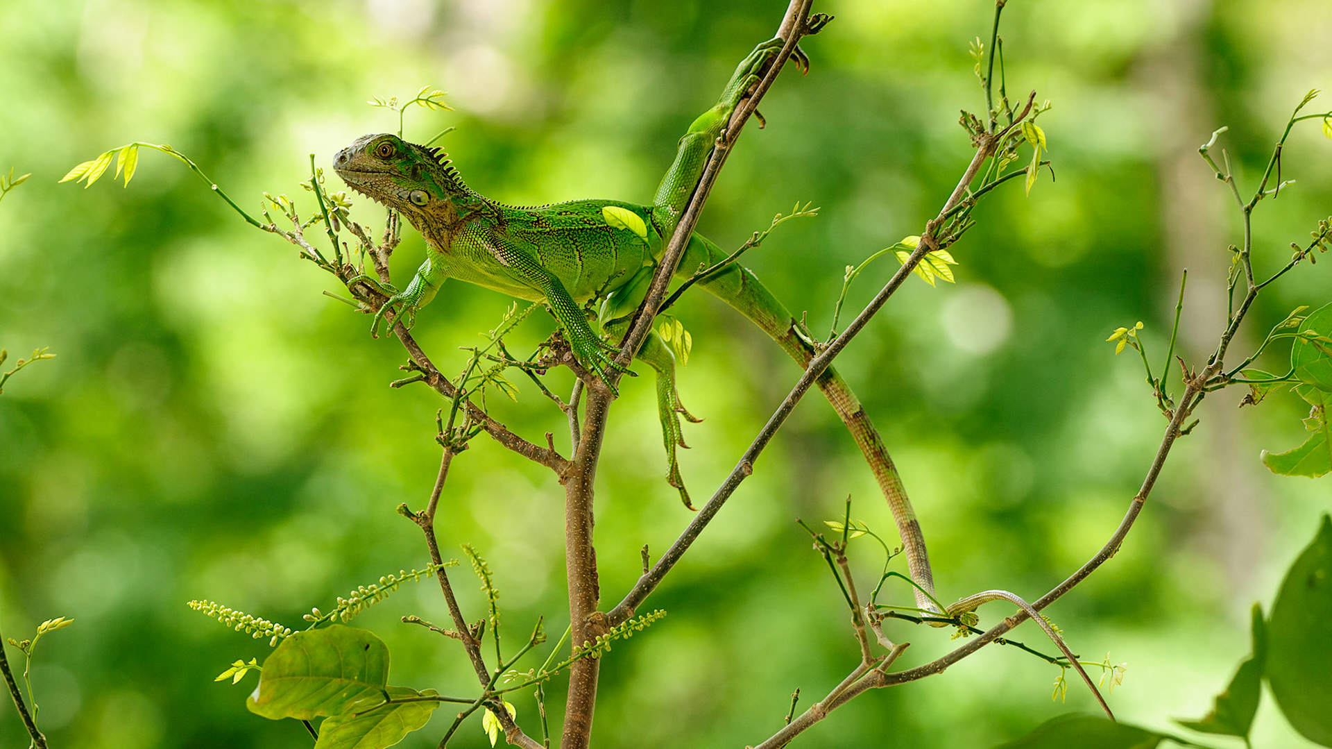 Green Iguana, Iguana iguana