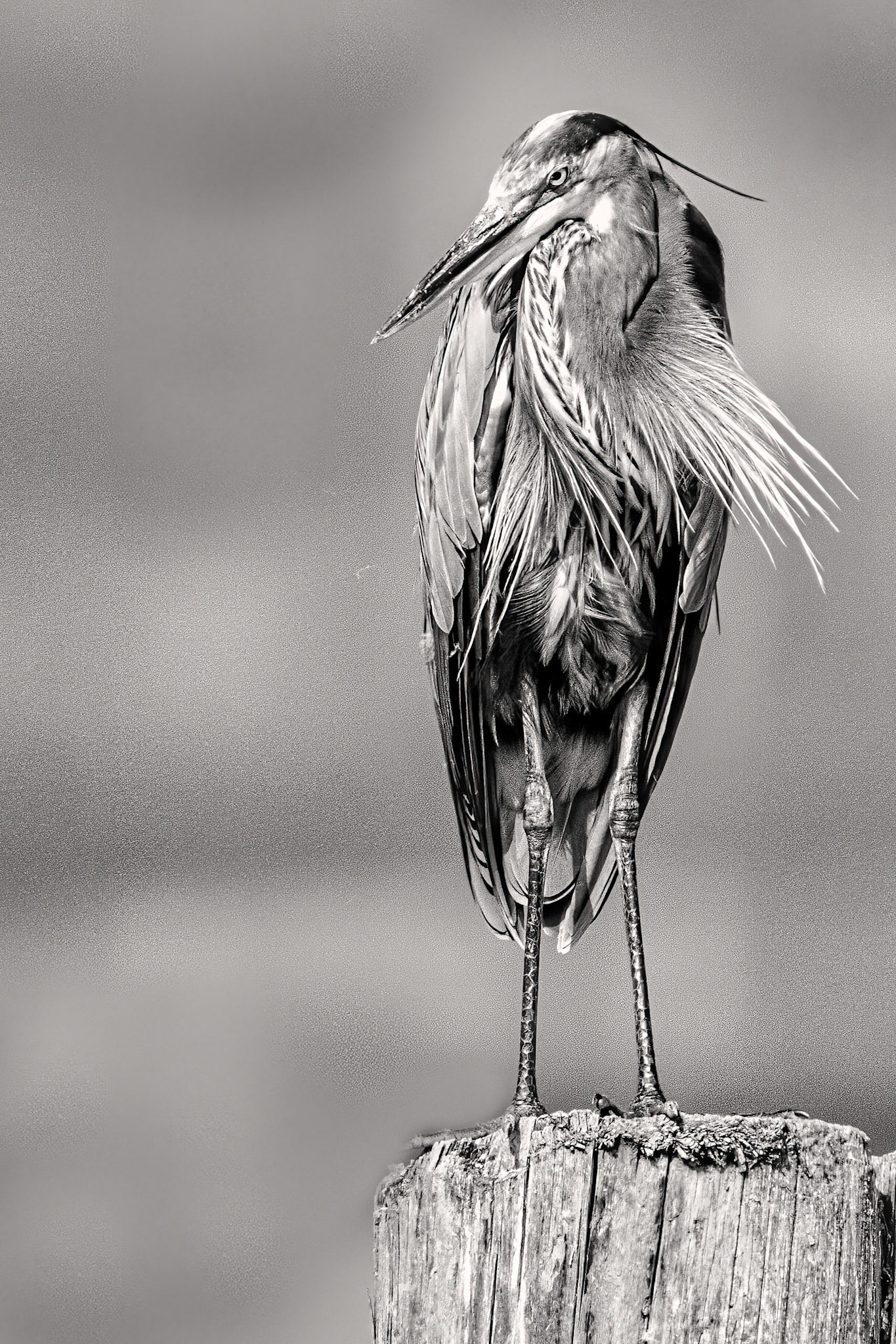 Great Blue Heron, Ardea herodias