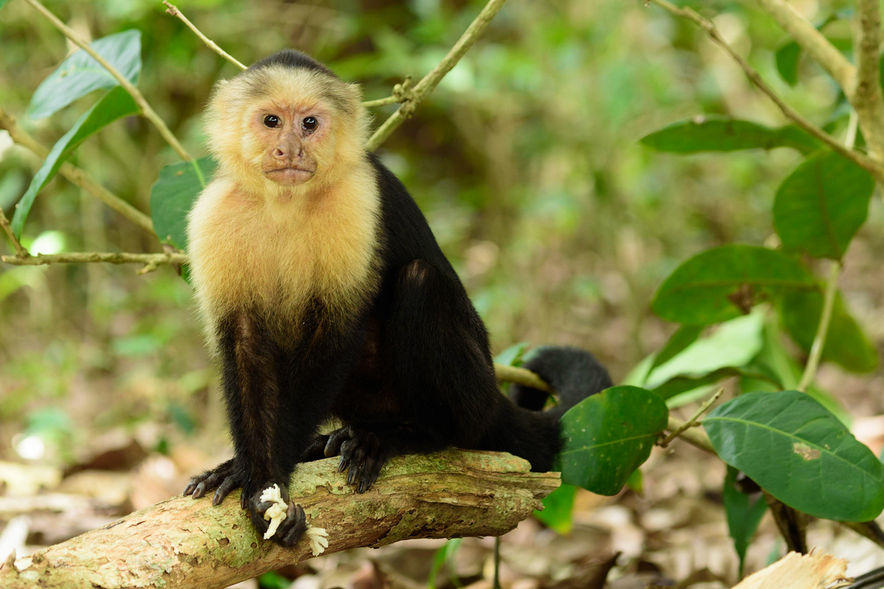 Panamanian white-faced capuchin, Cebus imitator
