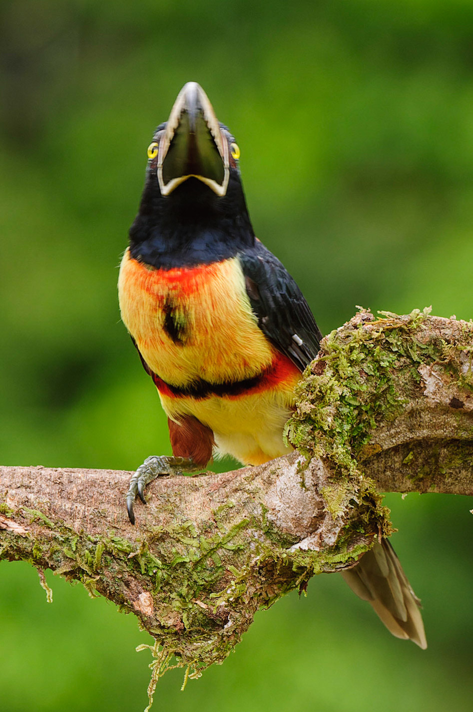 Collared Aracari, Pteroglossus torquatus