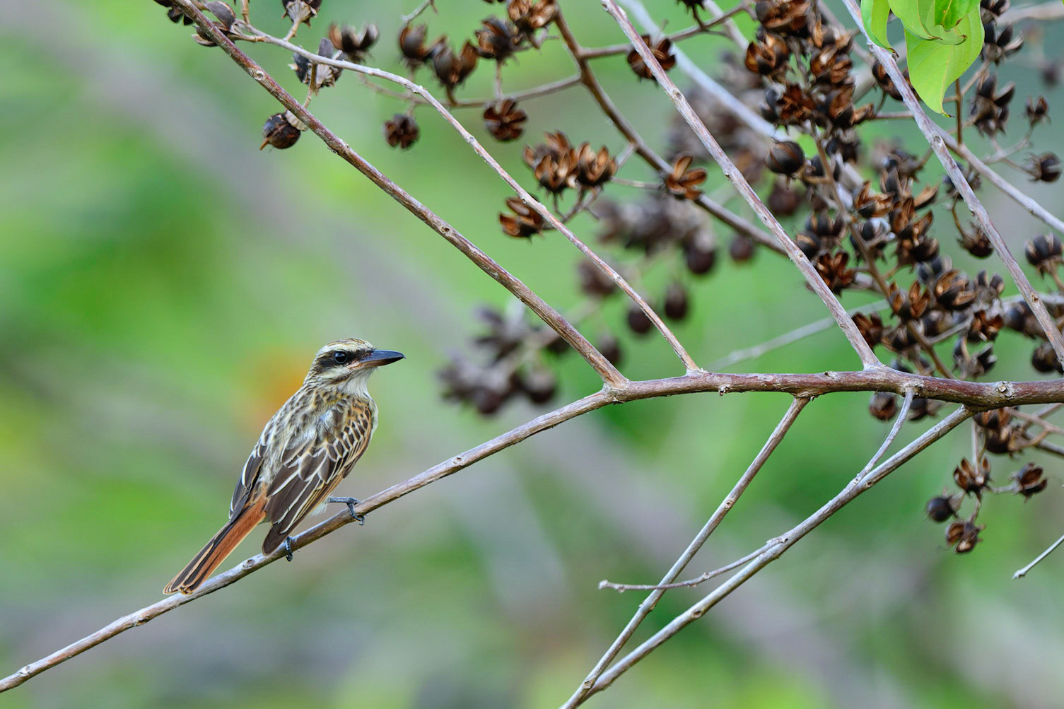 Streaked Flycatcher, Myiodynastes maculatus