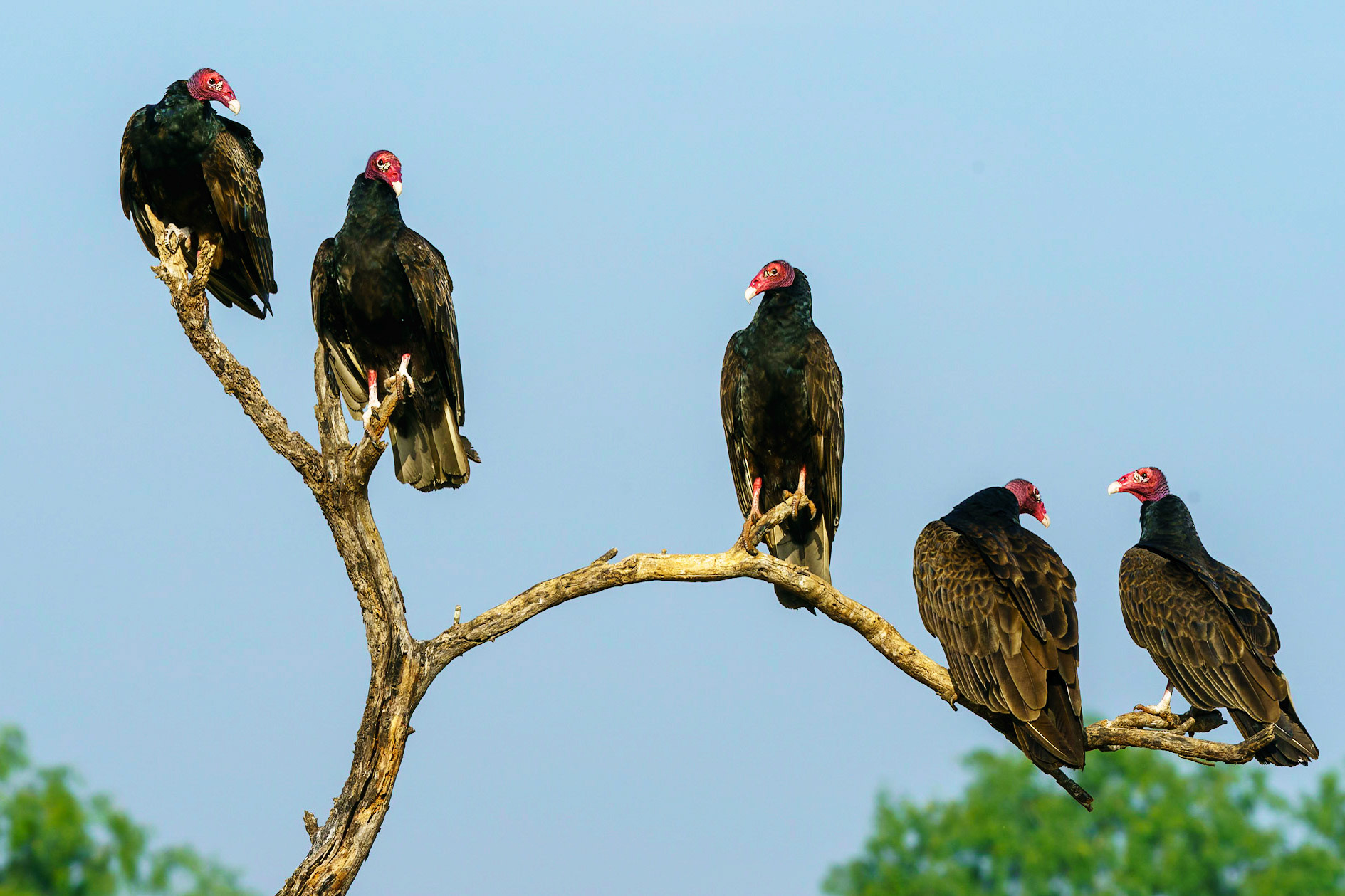 Turkey Vulture, Cathartes aura