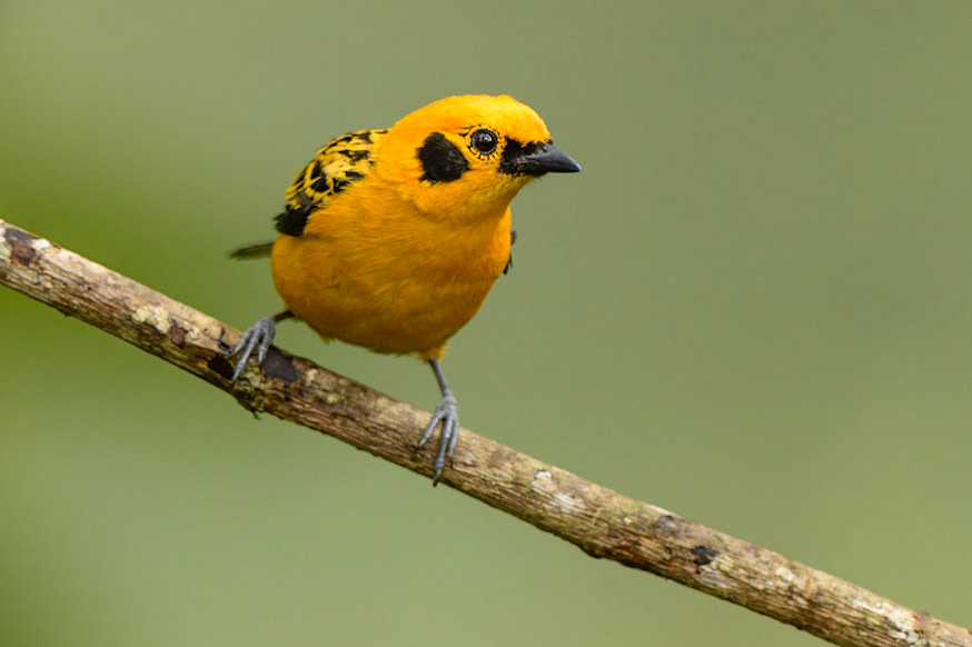 Golden Tanager