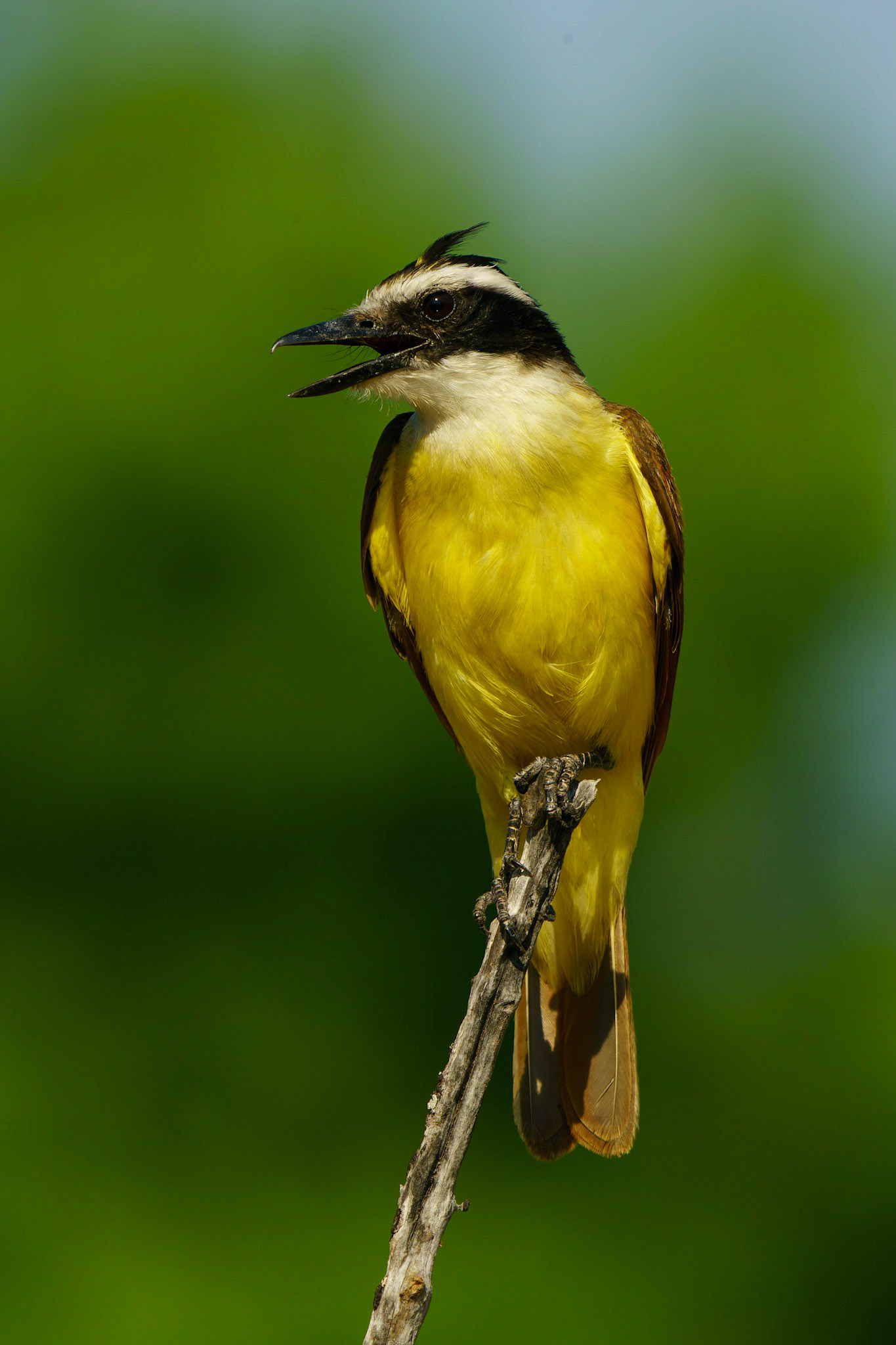Great Kiskadee, Pitangus sulphuratus