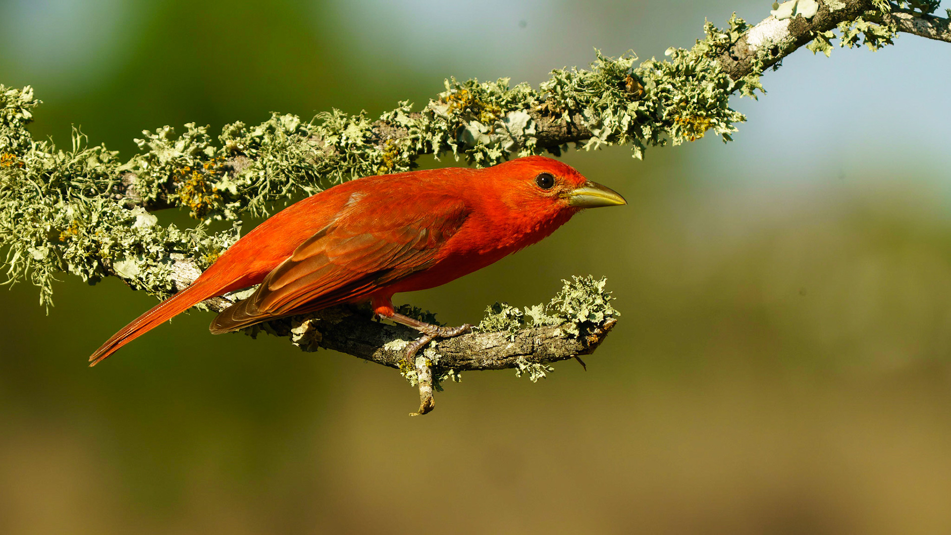 Summer Tanager, Piranga rubra