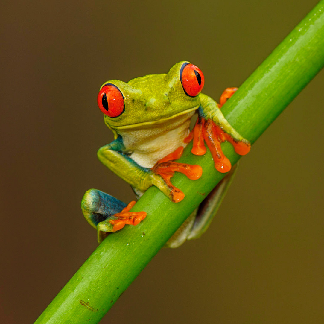 Red-eyed Treefrog, Agalychnis callidryas