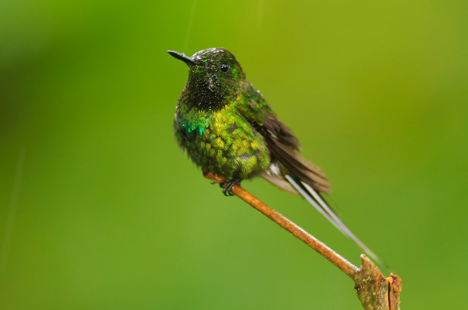Green Thorntail, Discosura conversii