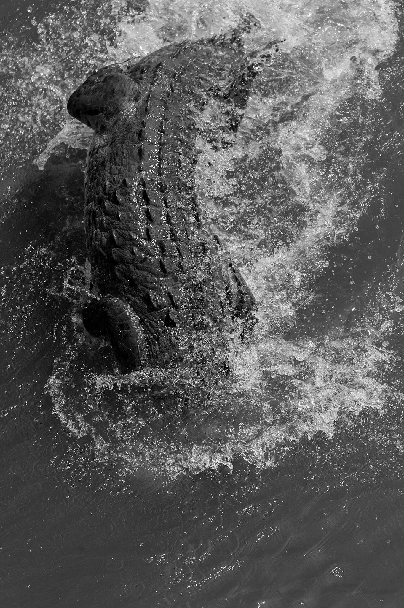 American Crocodile, Crocodylus acutus