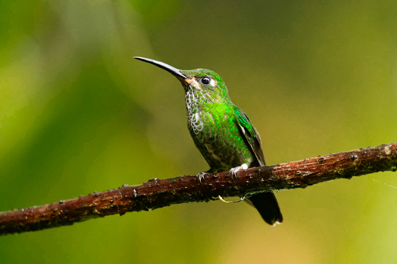Green-crowned Brilliant, Heliodoxa jacula