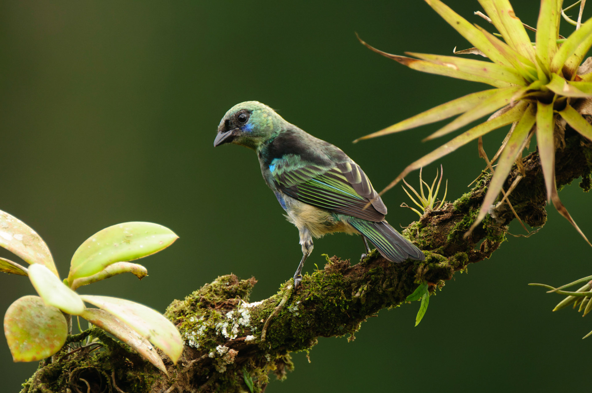 Golden-hooded Tanager (Immature), Stilpnia larvata