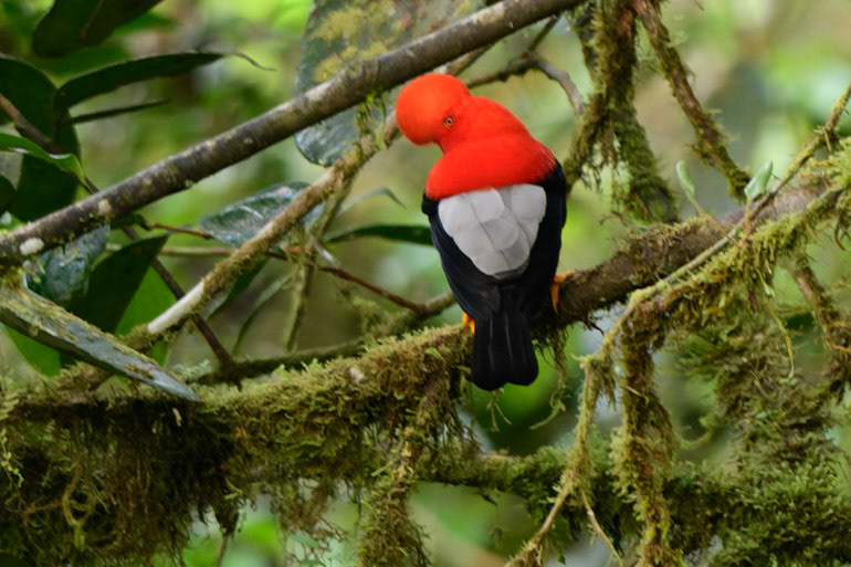 Andean Cock-of-the-rock, Rupicola peruvianus